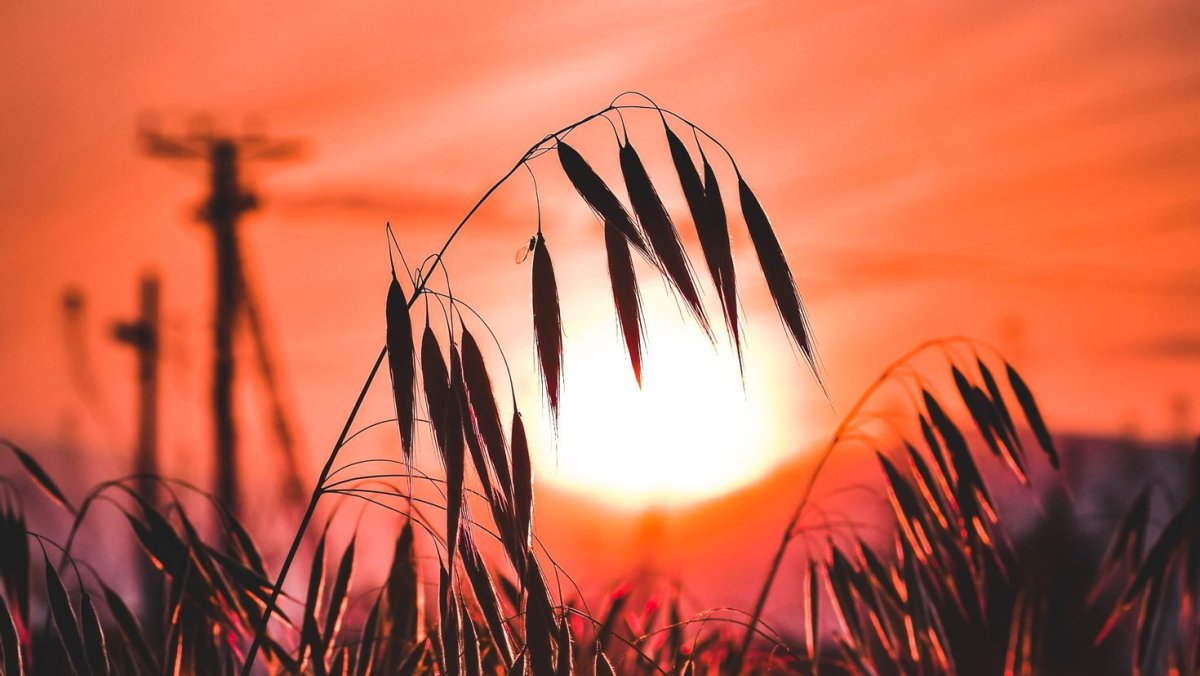 Красный Колос