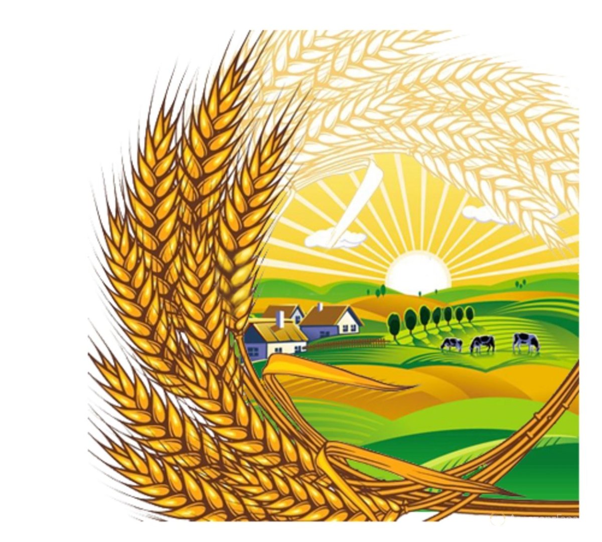 Сноп на выставку