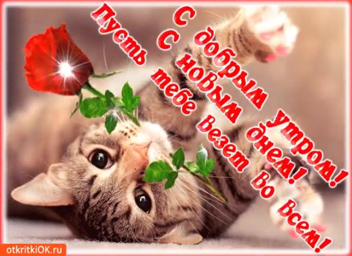 Поздравления с добрым утром подруге