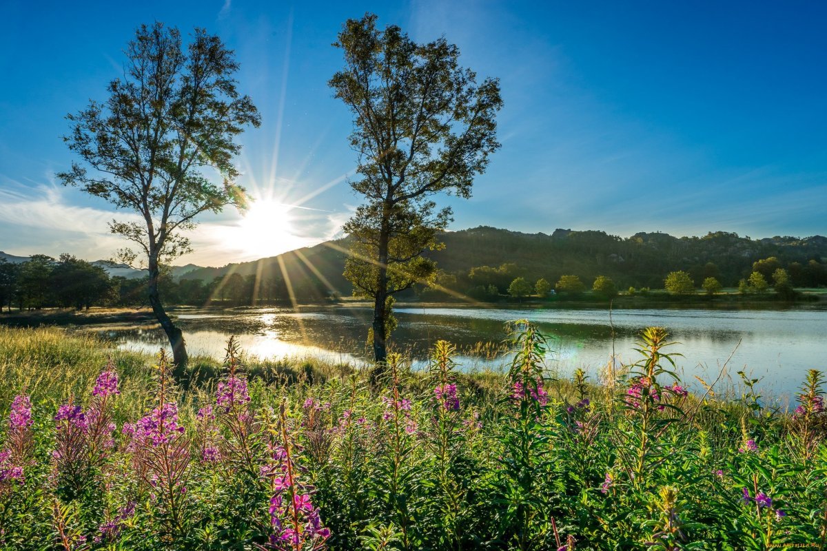 Летний пейзаж