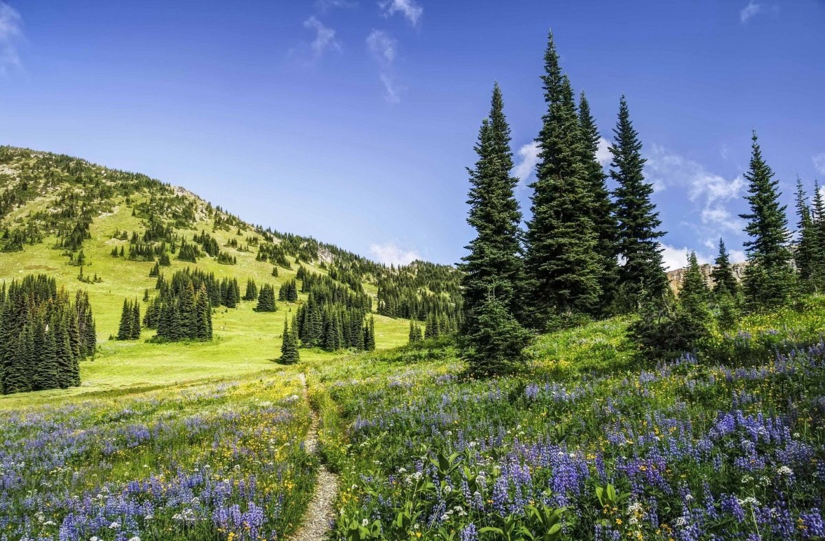 Природа горы лес Луга