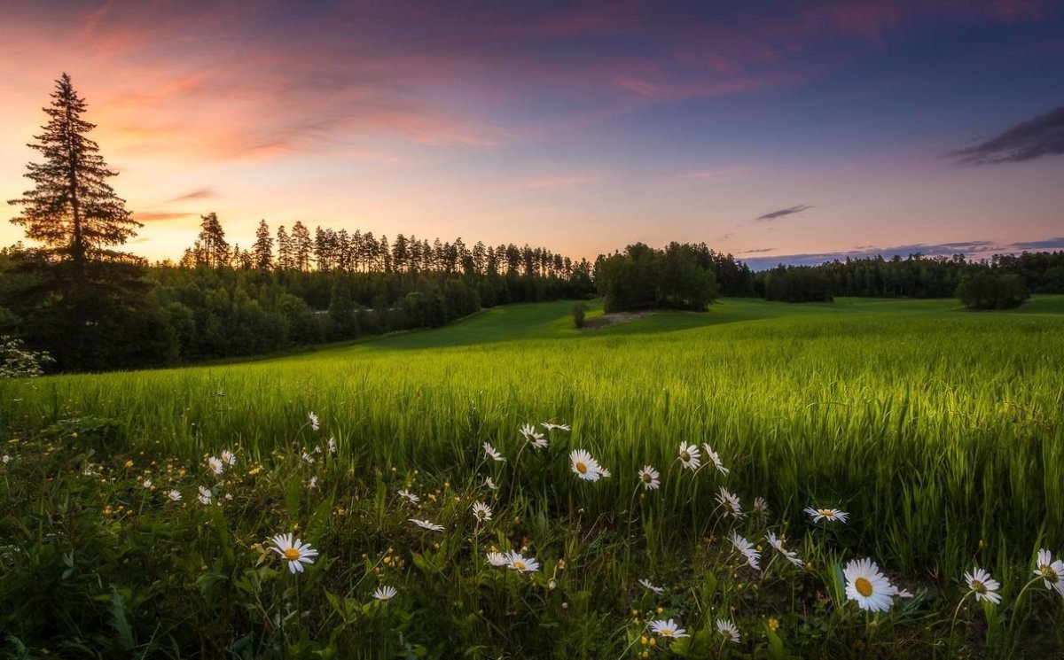 Летняя природа