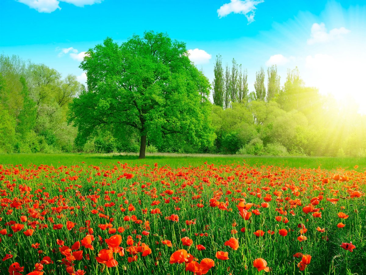 Летняя природа