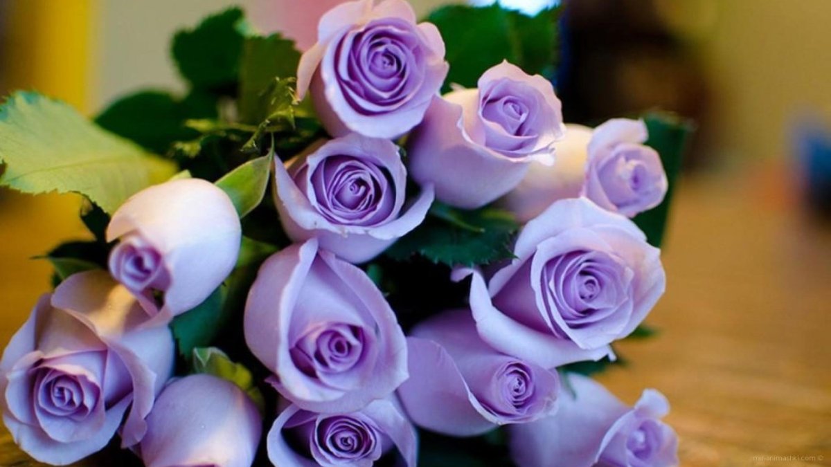 Лиловые розы