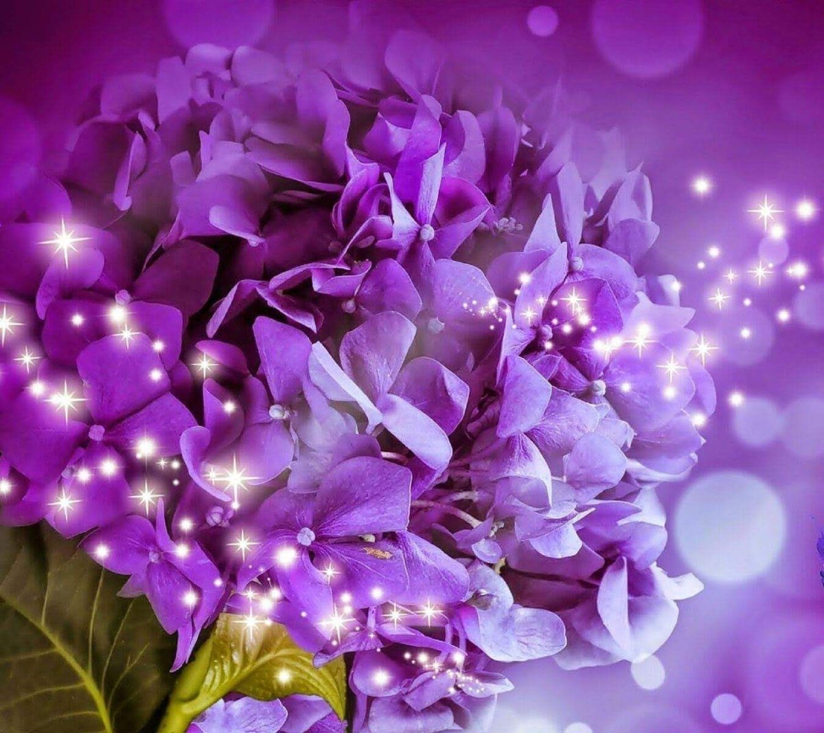 Живые обои фиолетовый цвет