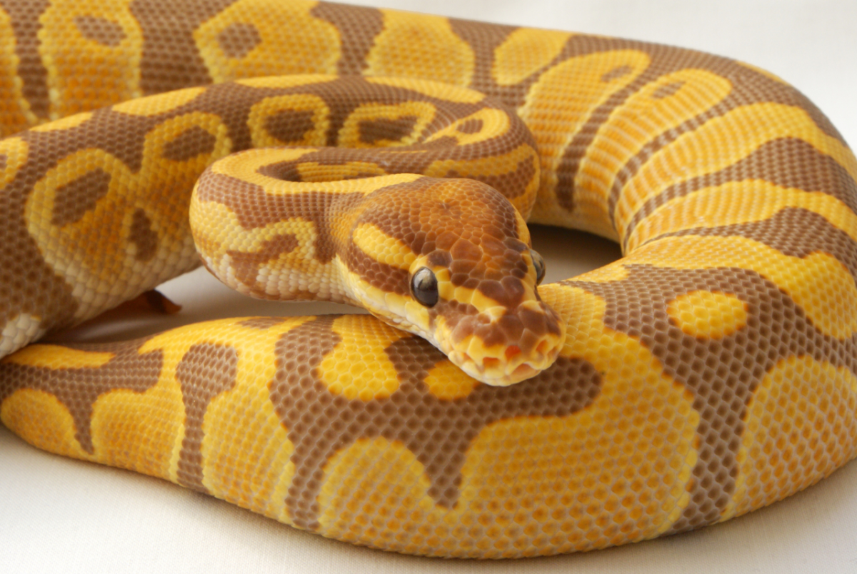 Золотой Королевский питон