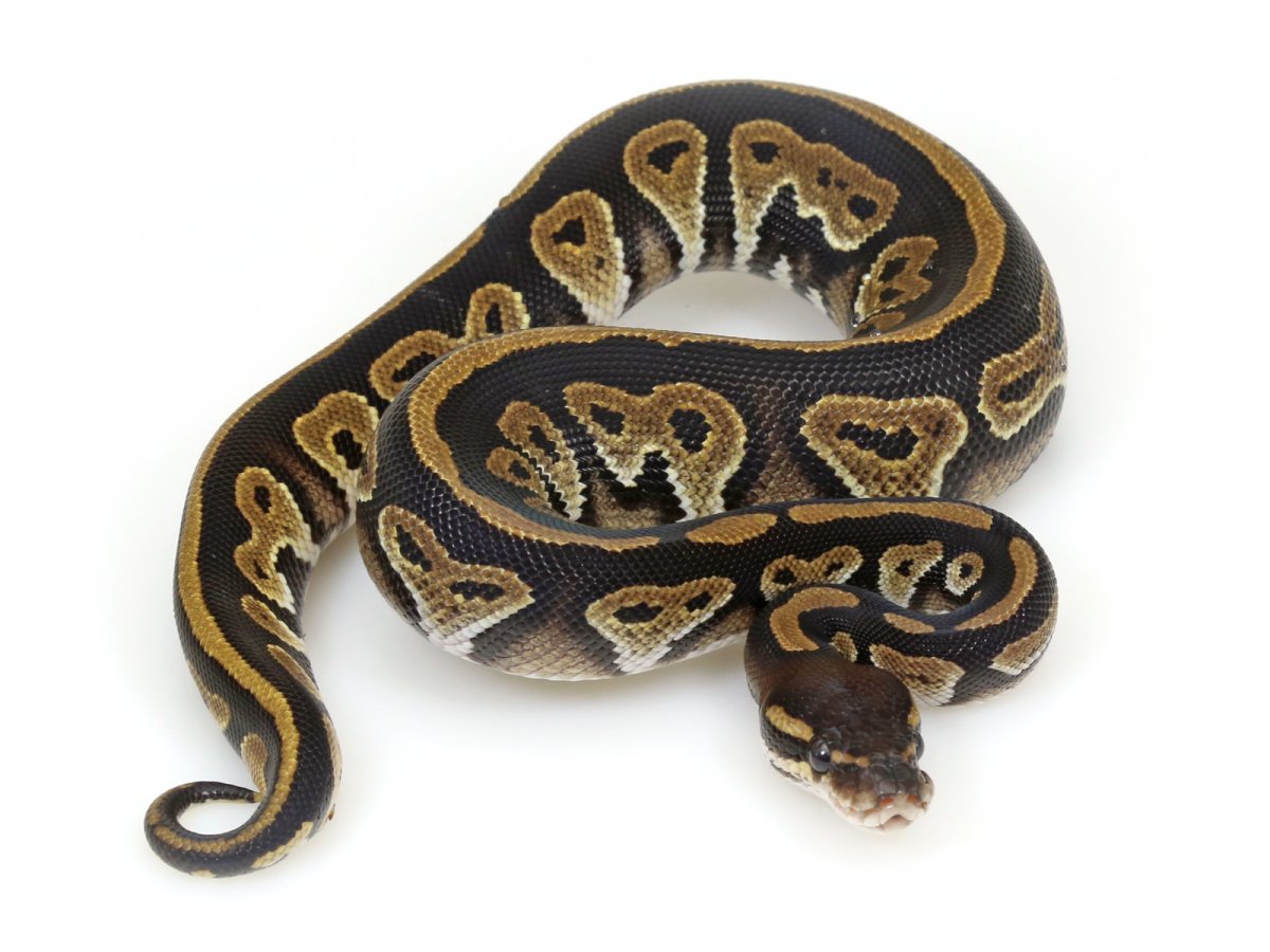 Черный гранитный Королевский питон