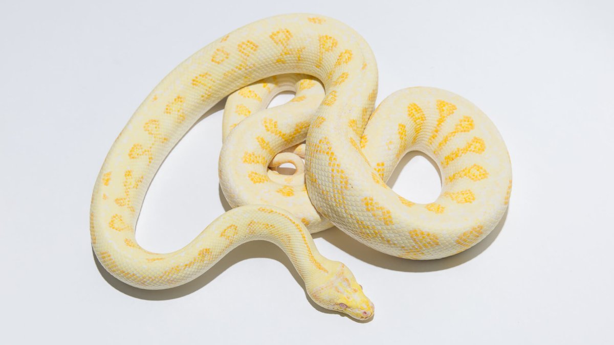 Ковровый питон альбинос