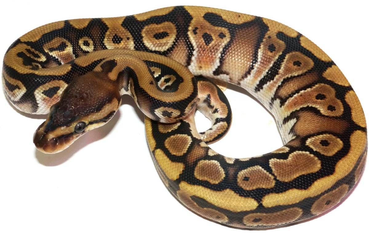 Королевский питон Каа