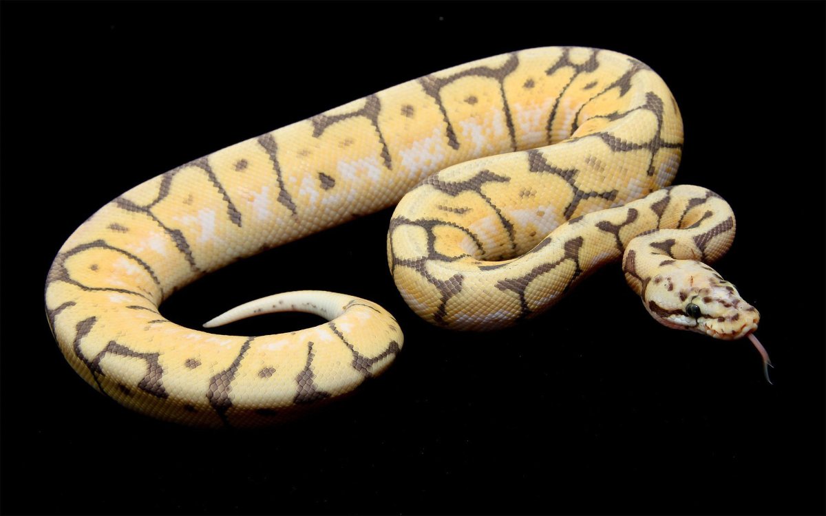 Королевский питон зеленый