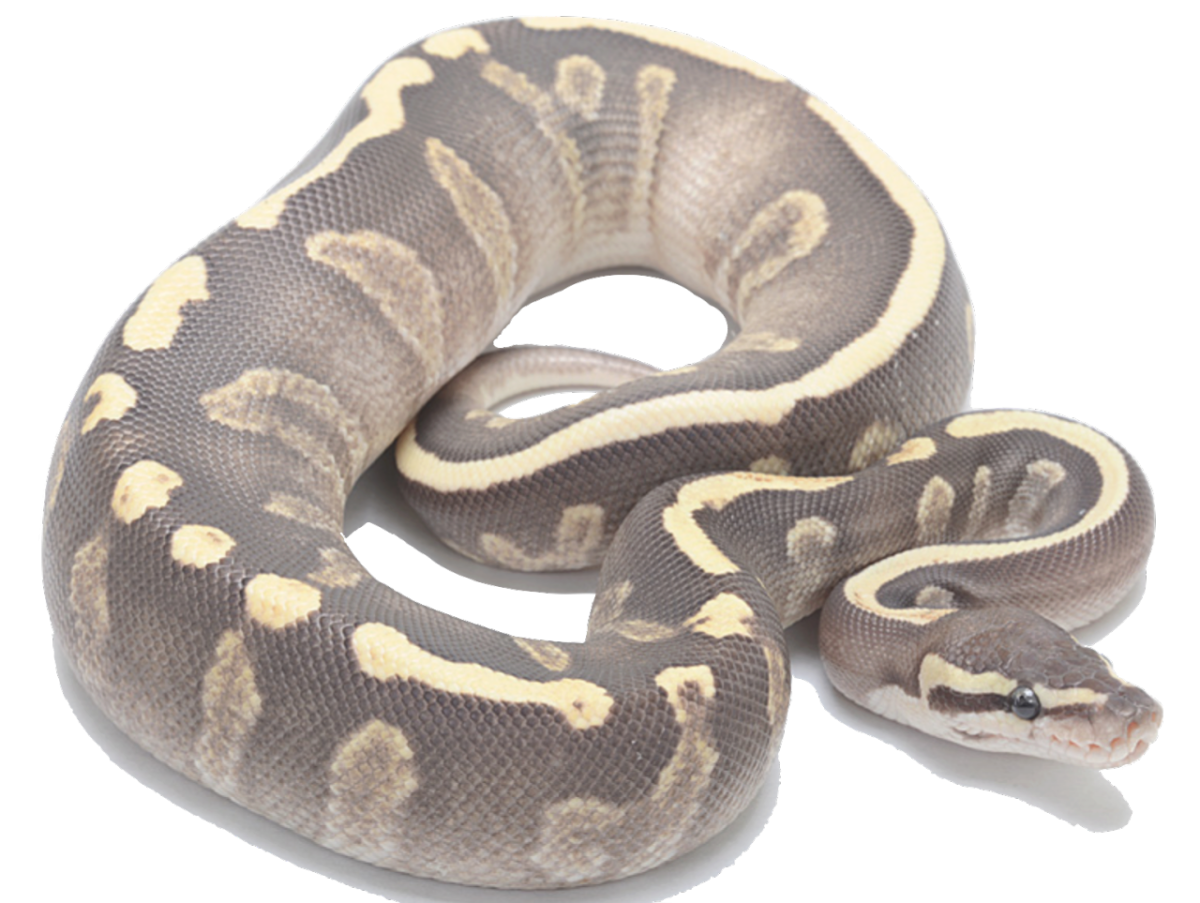 Королевский питон Mojave