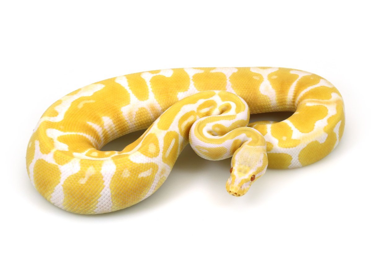 Питон Королевский белый с жёлтыми