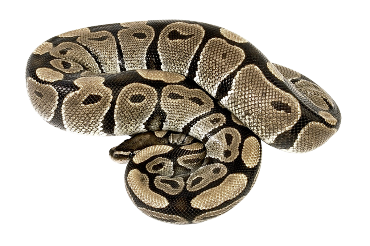 Королевский питон Пегги