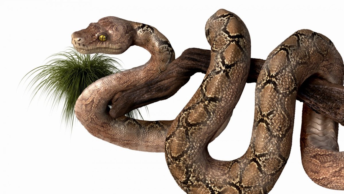 Удав на белом фоне