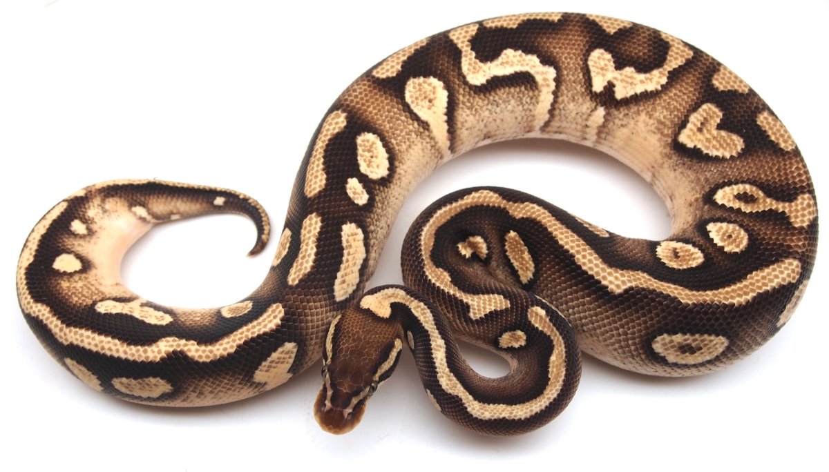 Питон классический