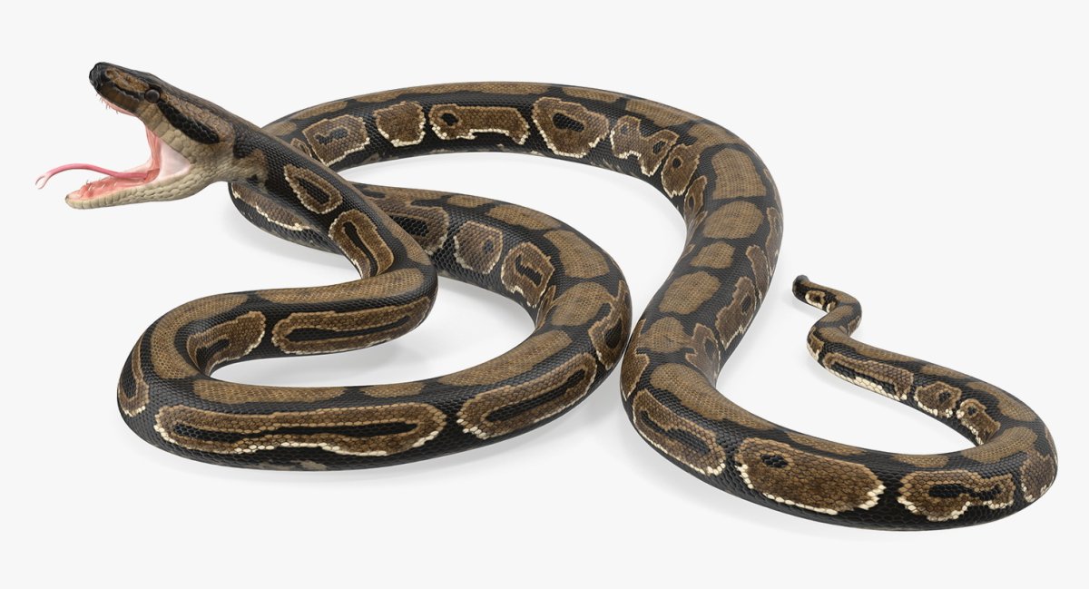 Анаконда змея