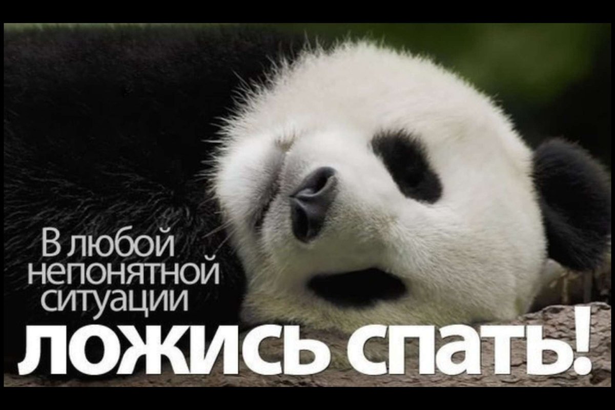 В любой не понятной ситуации Лодись спатт