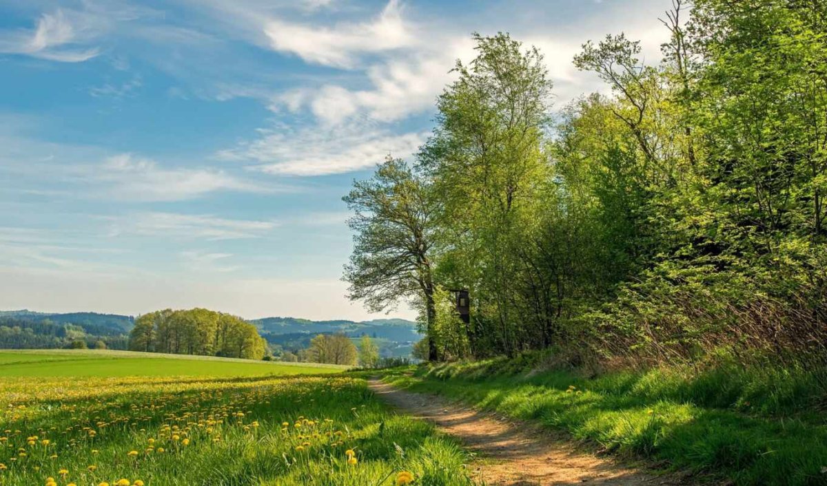 Летний пейзаж