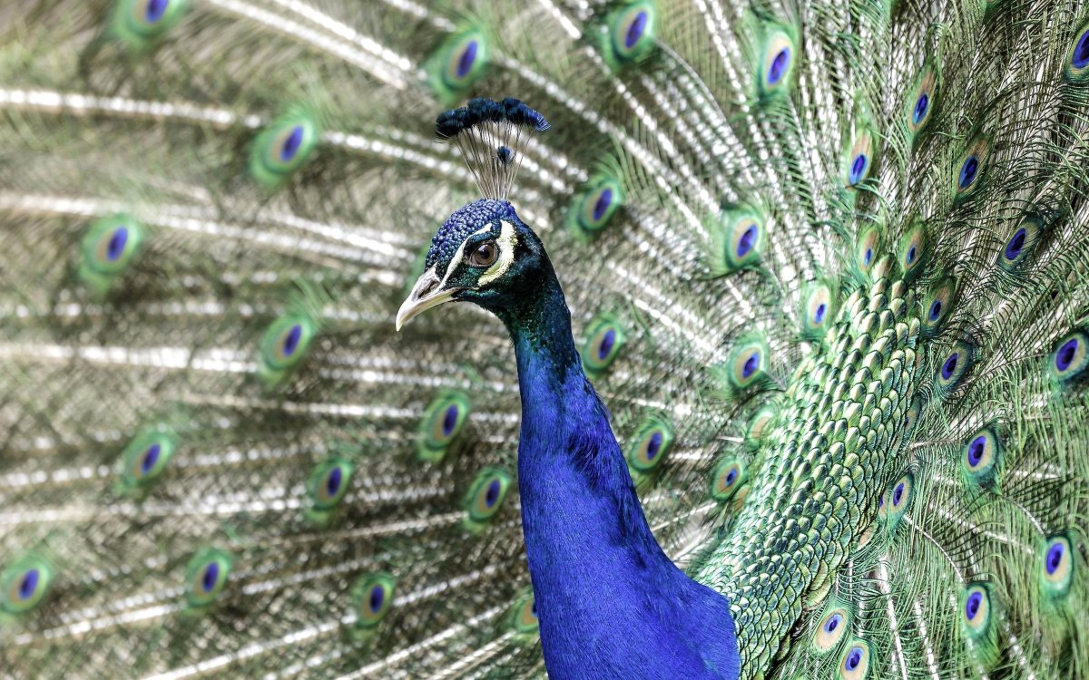 Стилизованная Жар птица