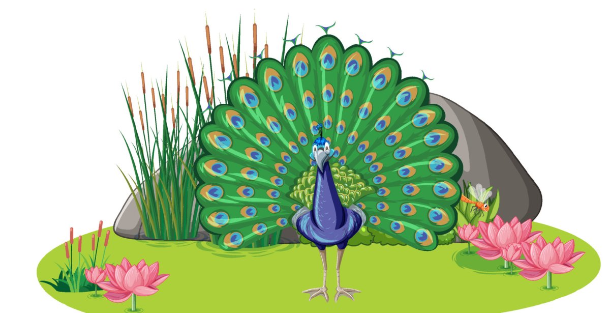 Туловище павлина без хвоста