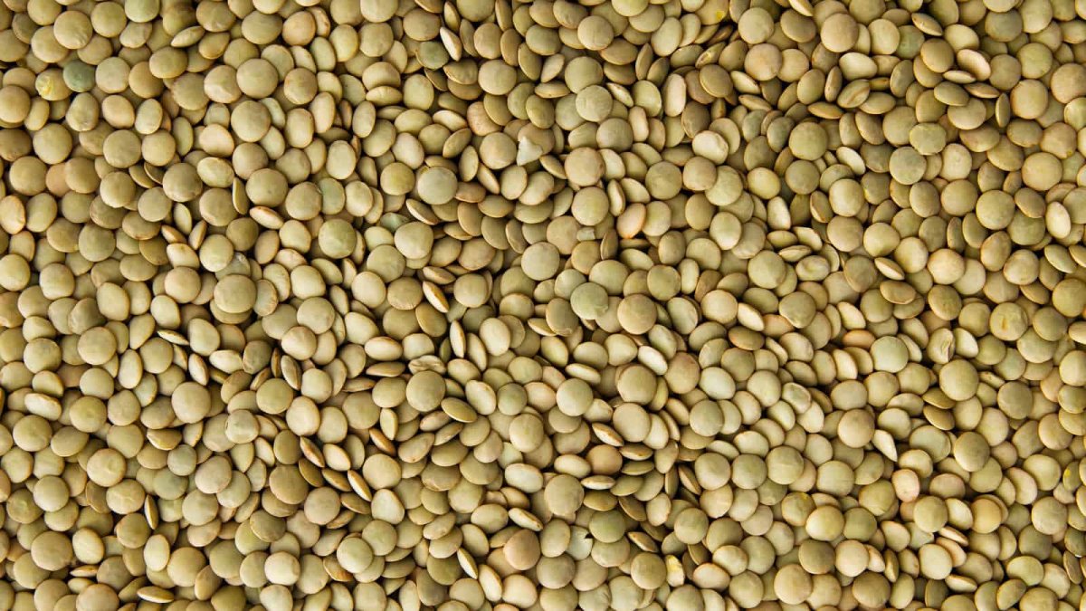 Чечевица красная Эндакси