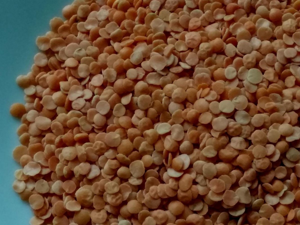 Чечевица отзывы