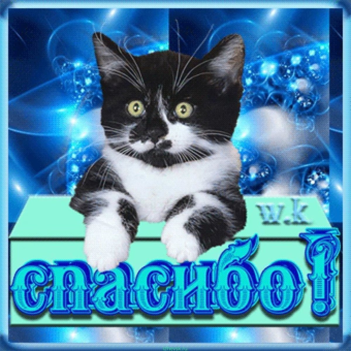 Спасибо кот