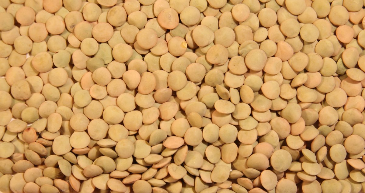 Чечевица зеленая