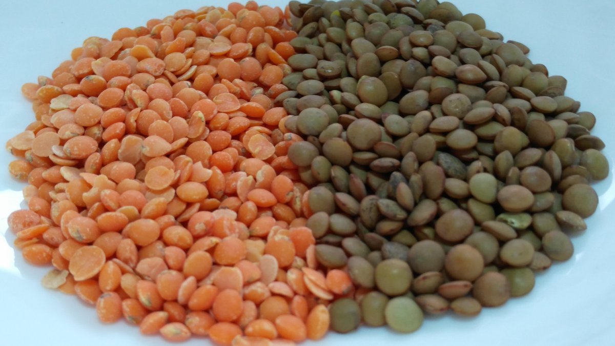 Чечевица отряда воробьиные