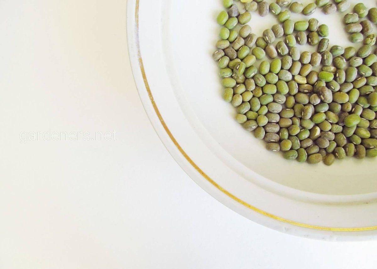 Чечевица крупносеменная семена