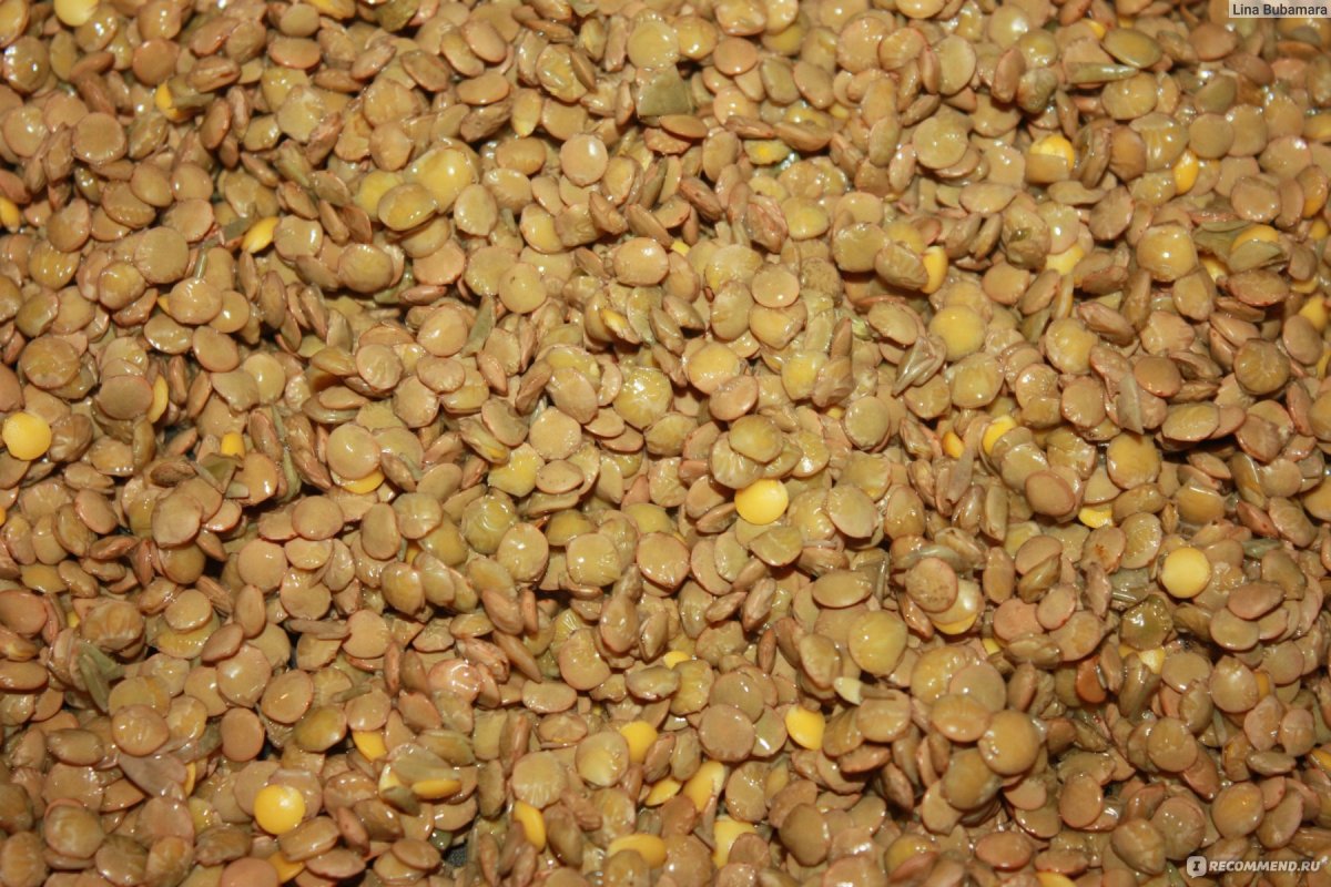 Семя чечевицы