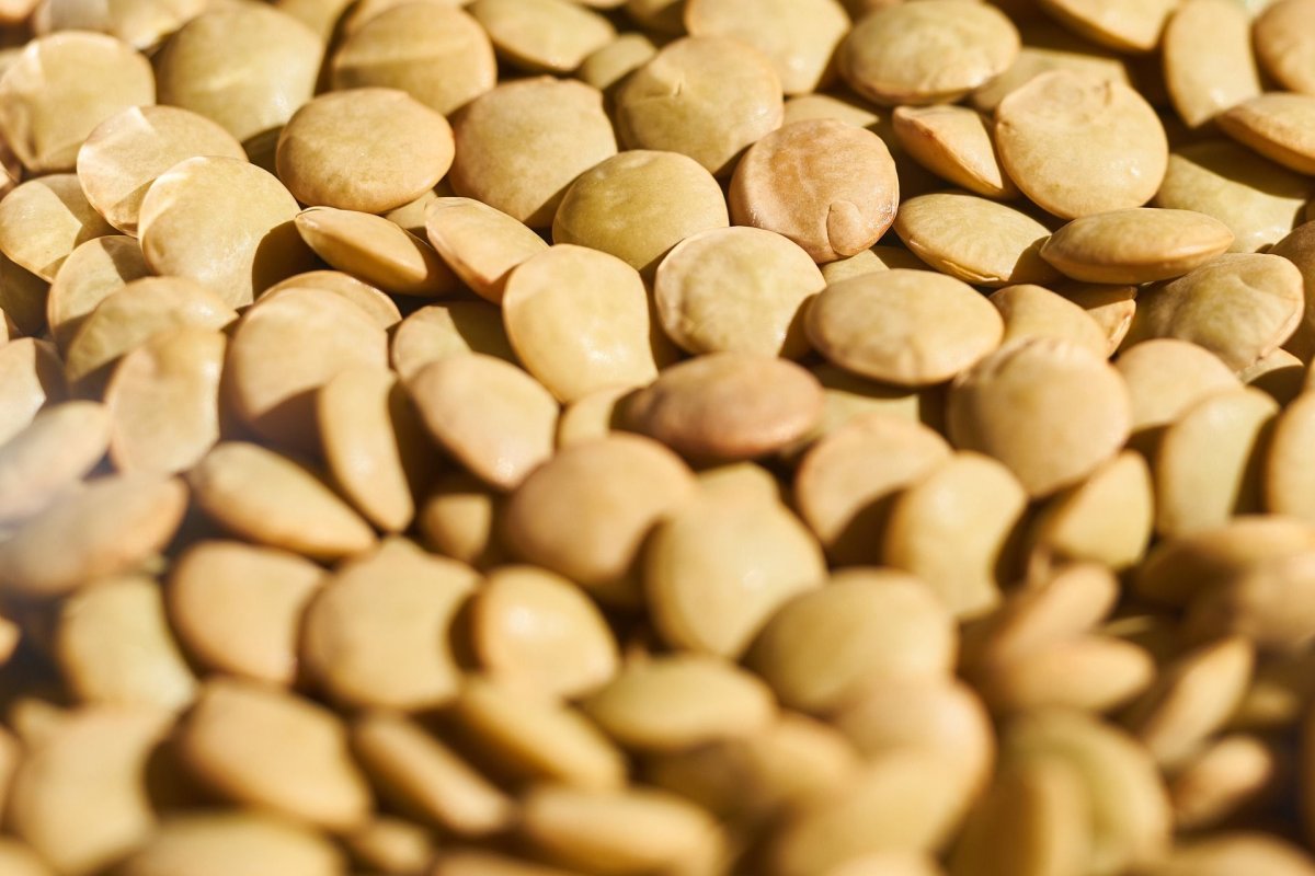 Семена чечевицы мелкосемянной