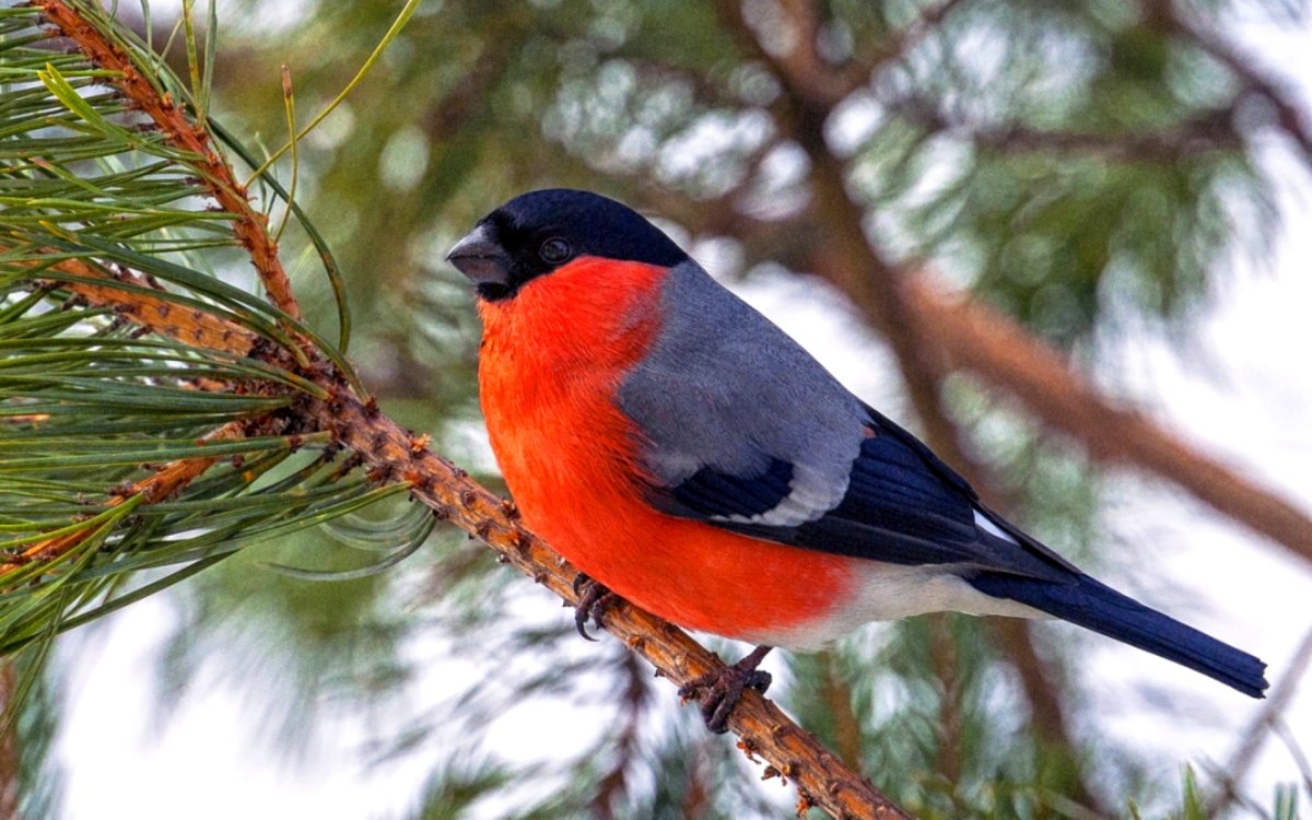 Два снегиря