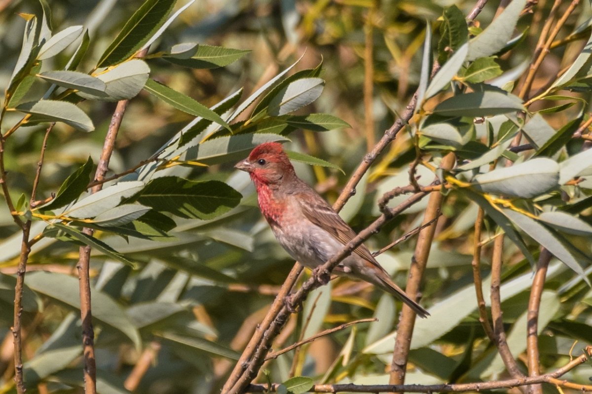 Зеленая чечевица узбекская