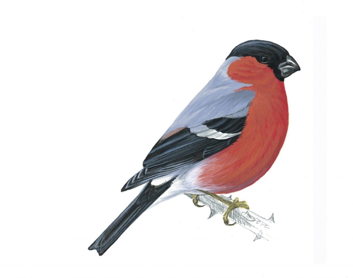 Снегирь для детей