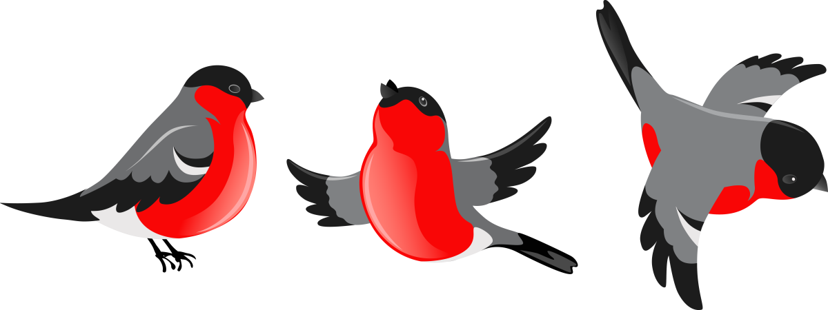 Снегирь летит на прозрачном фоне