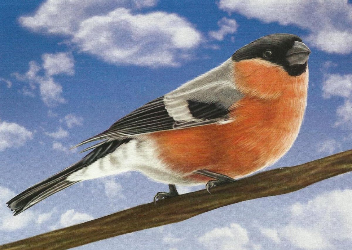 Снегирь украшение