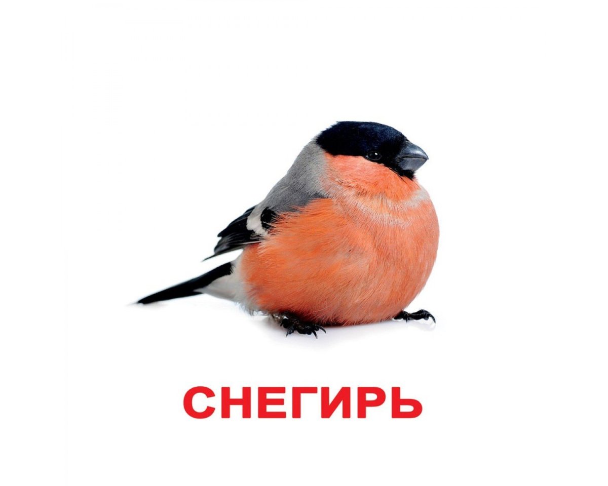 Снегирь Новогодняя картинка для детей мультяшная