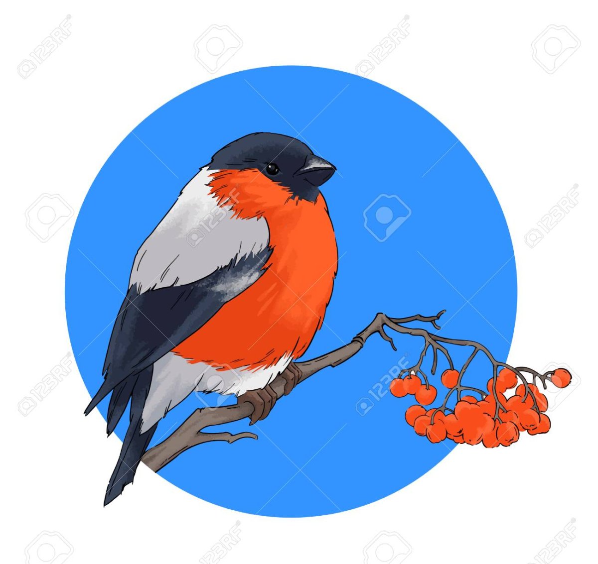 Снегирь рисунок