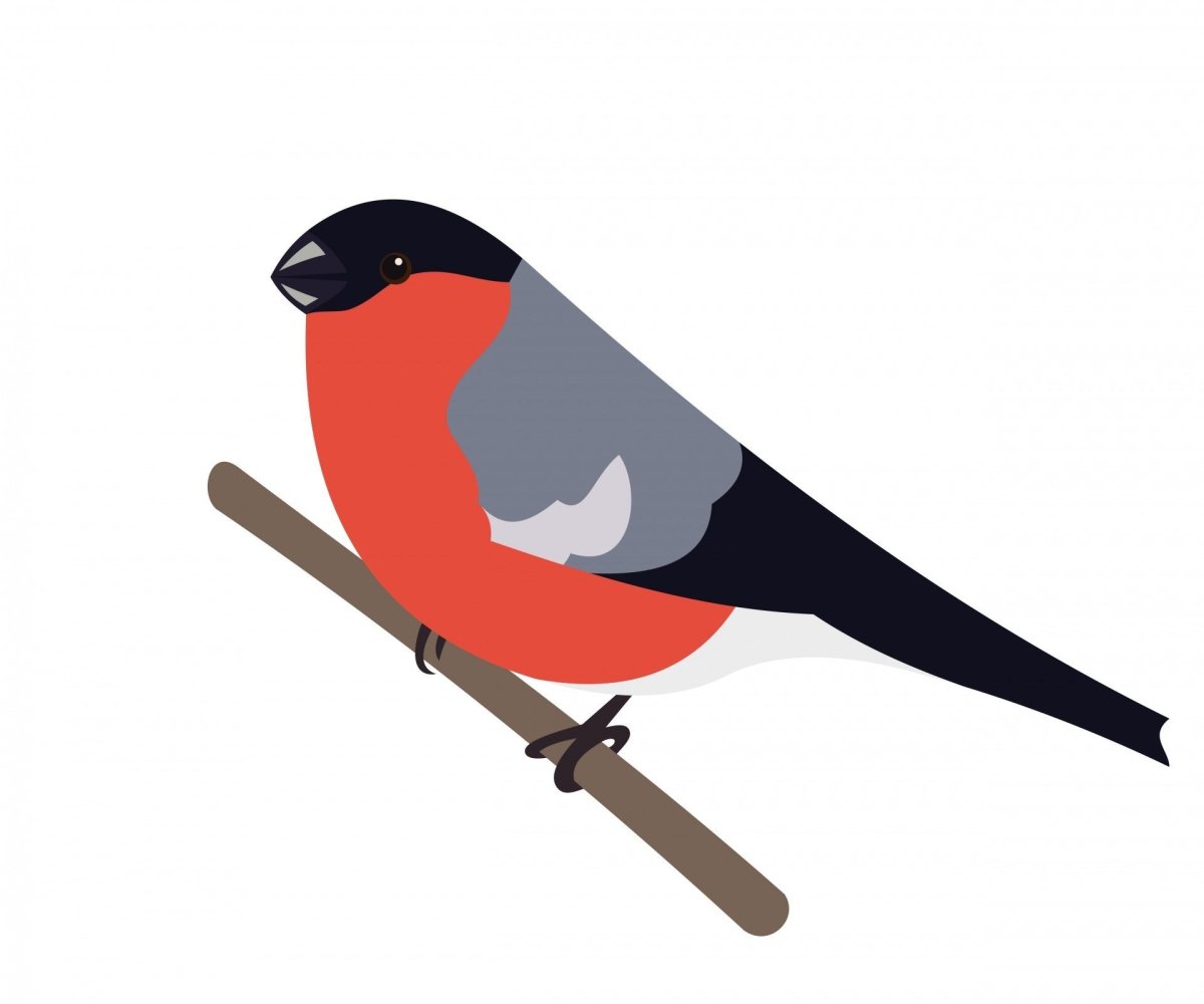 Снегирь на белом фоне