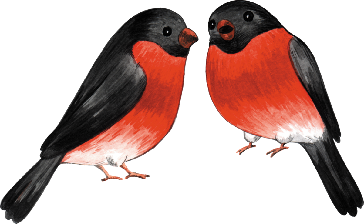 Трафарет Снегирь на ветке рябины для вырезания