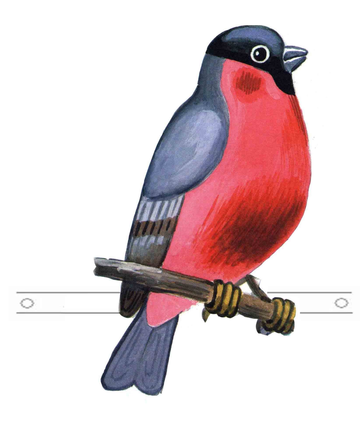 Снегирь на ветке елки