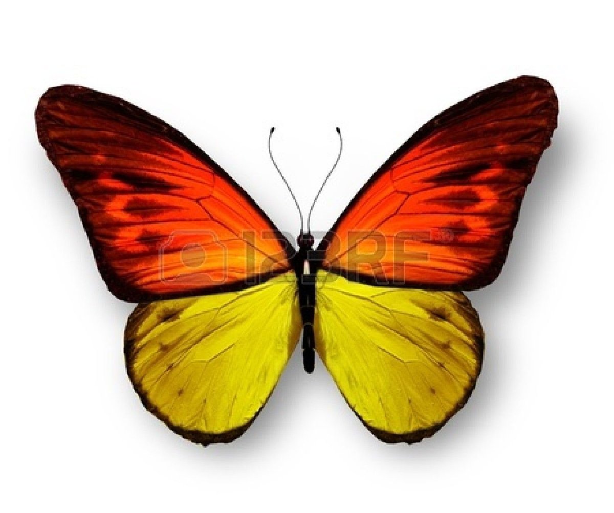 Разноцветные бабочки