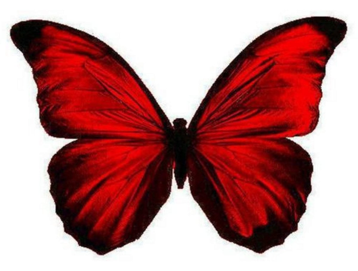 Red and Black Colour Butterflies