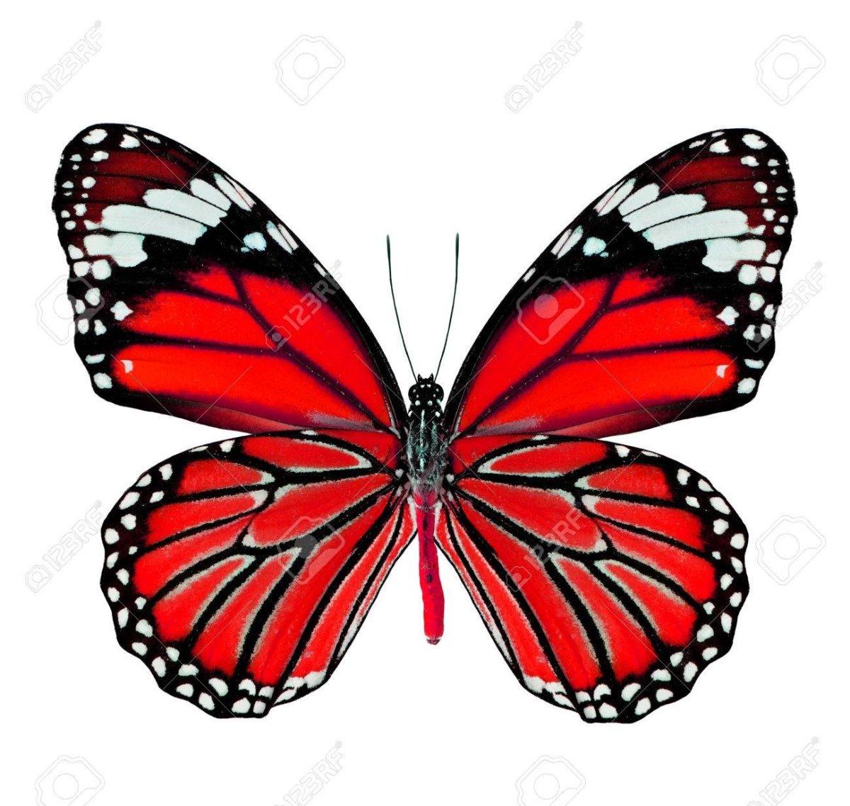 Бабочка vector isolated