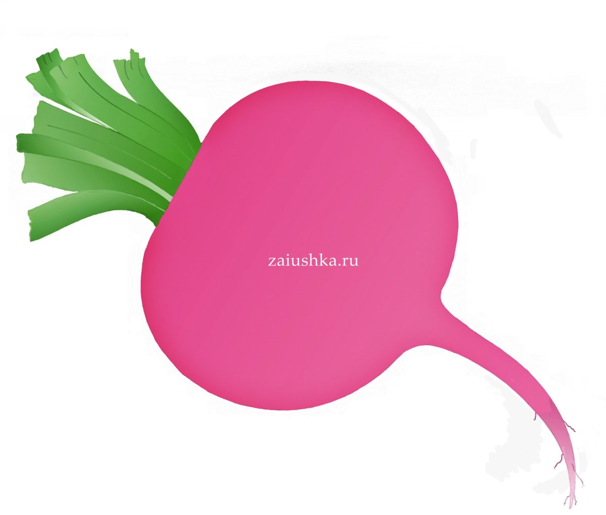 Редис Ботаническая иллюстрация