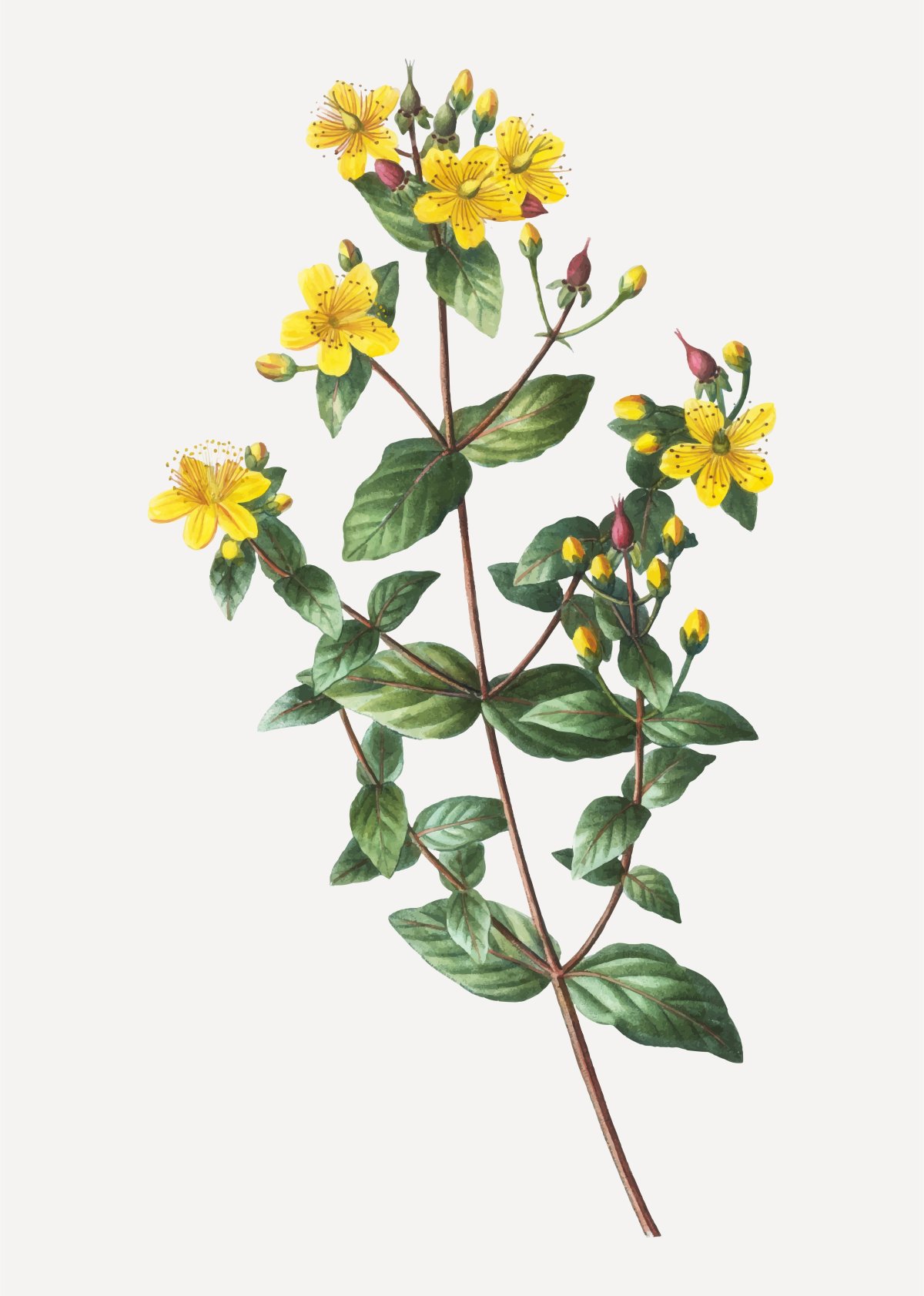 Зверобой продырявленный листья