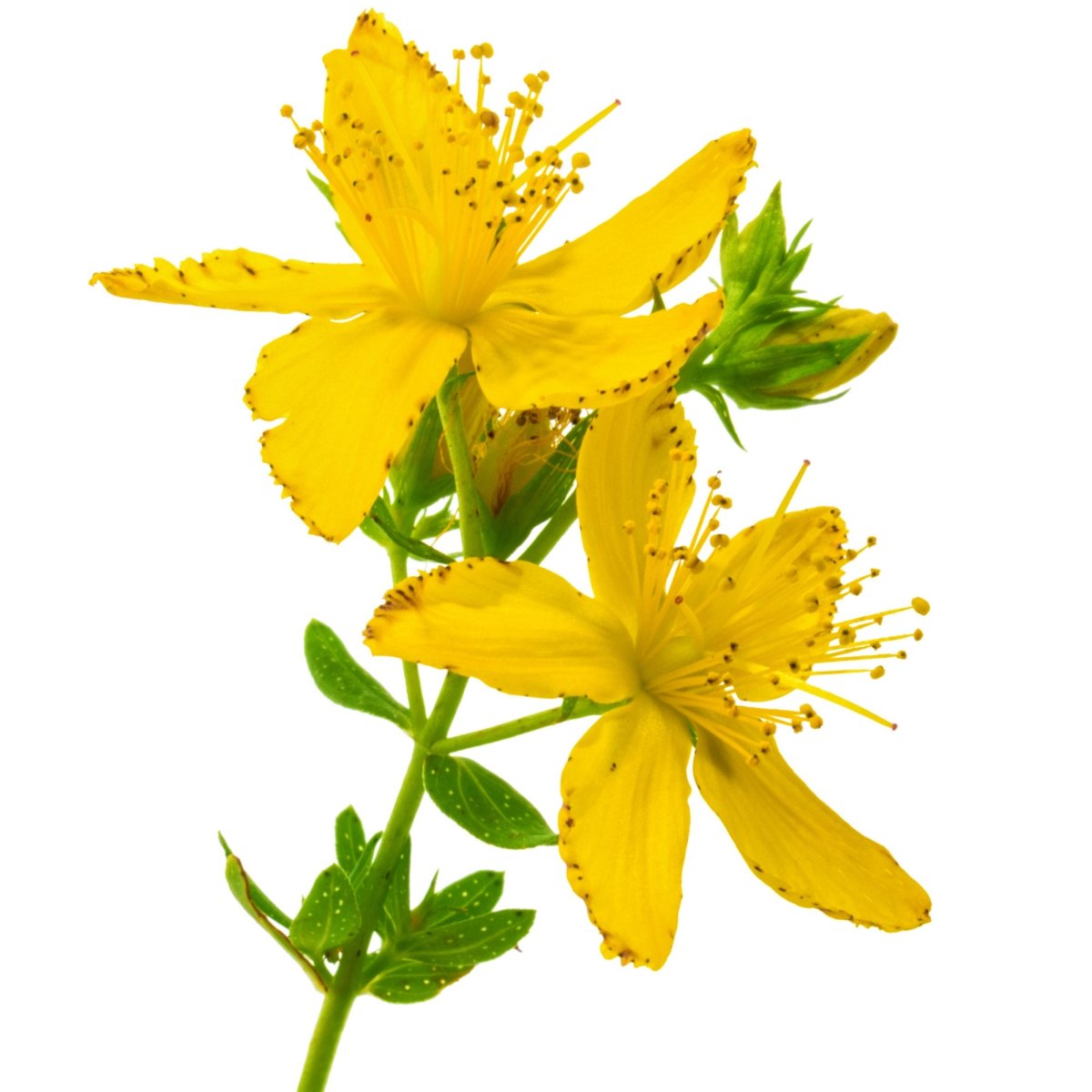 Зверобой продырявленный Gyu