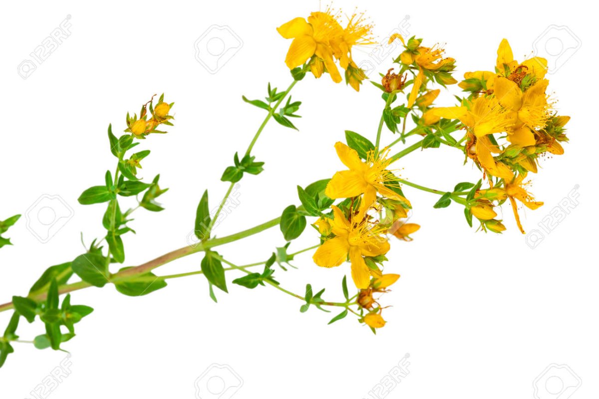 Веточка зверобой