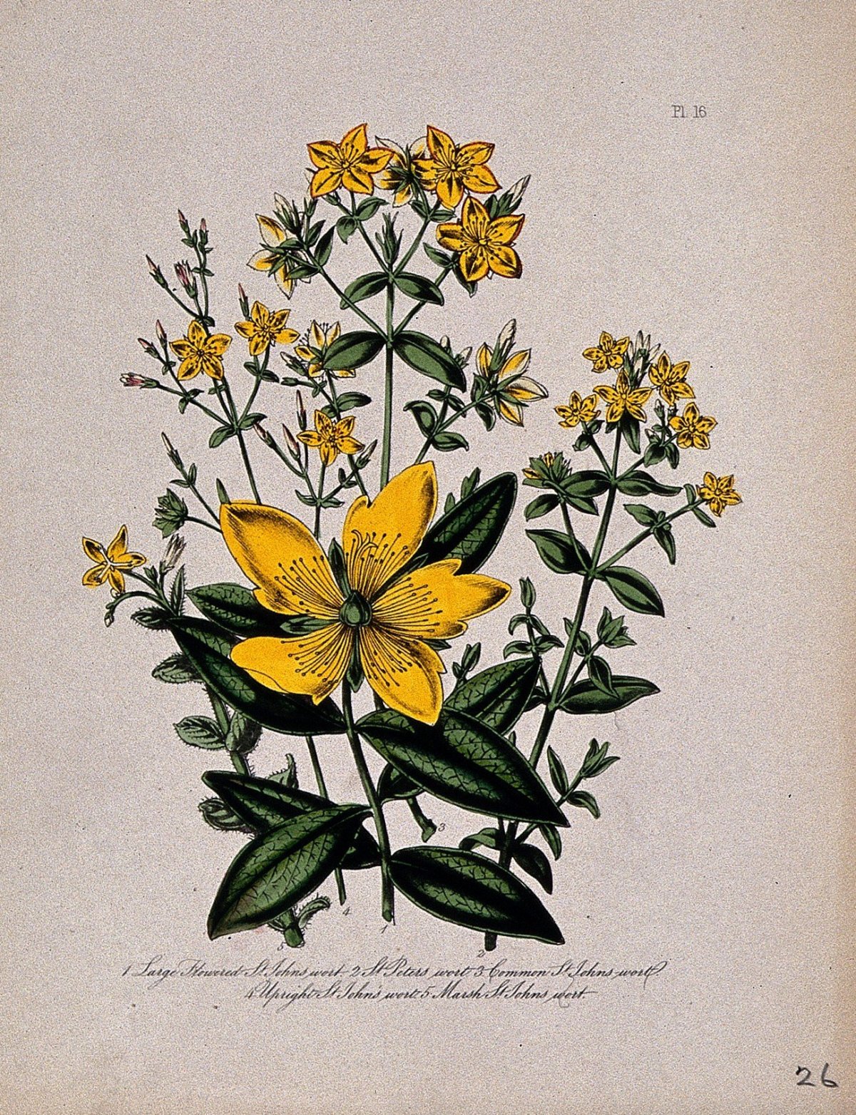 Зверобой продырявленный оптимист